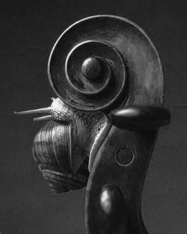 AkAMAWA violin snail